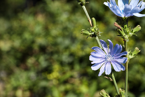 Beautiful blooming chicory flowers growing outdoors. Space for text