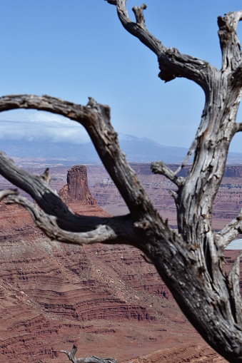 Mesa in Moab, Utah, framed by dead tree branches, showcasing the arid climate.