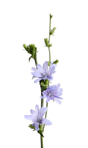 istock Beautiful blooming chicory flowers on white background 1396322280