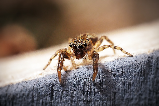 Adult Female Translucent Green Jumping Spider of the Genus Lyssomanes