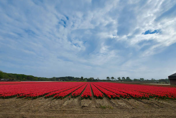 flower bulb field in bloom with red tulips near Castricum in the province of North Holland stock photo