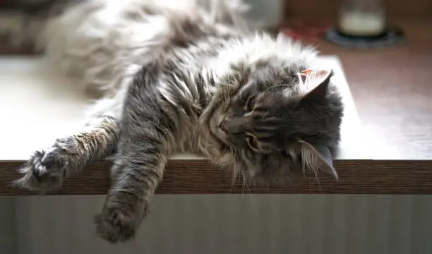 Cute tabby maine coon or mainecoon kitten or cat lying relaxing on the wooden table in natural daylight. Pets.