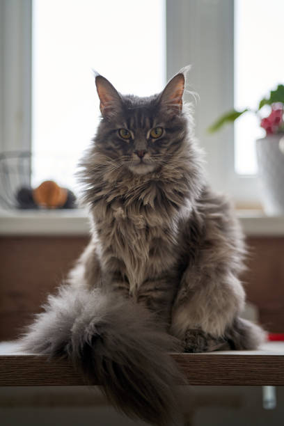 Kitten or cat on a windowsill or table. Beautiful gray fluffy maine coon or mainecoon with tassels on the ears and with fluffu tail are posing. Interior, apartments. Pets.