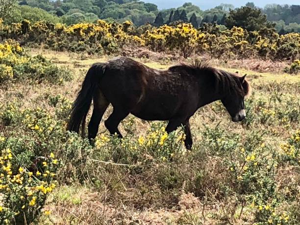 Exmoor pony Exmoor pony in field ashdown forest photos stock pictures, royalty-free photos & images