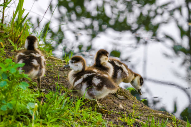 istock Small cute goslings on the lake shore 1396323594