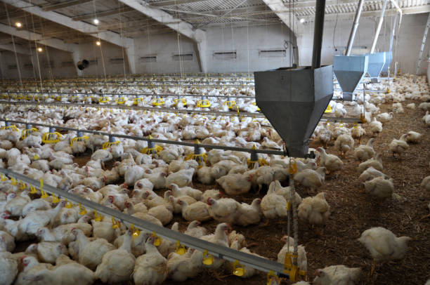 istock Farm for growing broiler chickens 1396325954