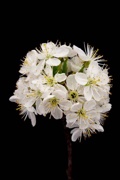 istock White cherry flowers isolated on black background. 1396326369