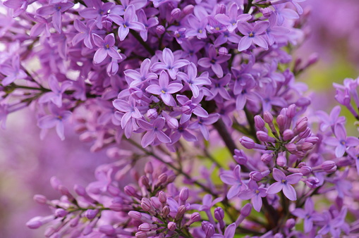 A blooming branch of lilac. Spring floor. Beauty is in nature.