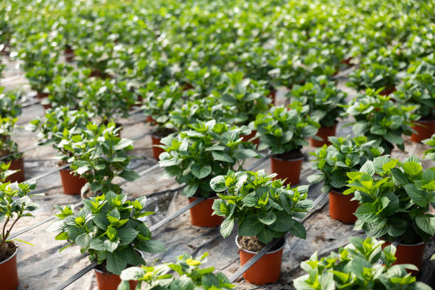 istock Rows of potted plants in greenhouse 1396327345