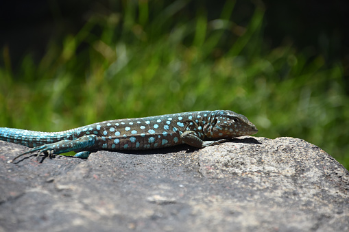Blue spotted lizard up close poised on a big rock.