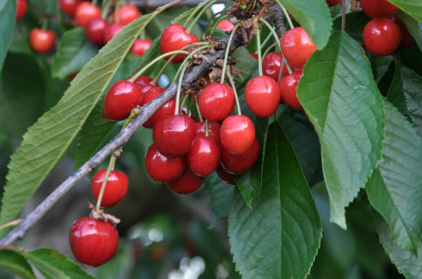 istock On a tree branch, ripe berries bird-cherry (Prunus avium) 1396328446