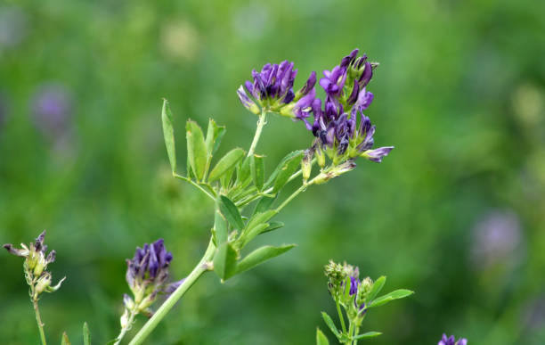 istock The field is blooming alfalfa 1396328483