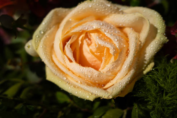 zbliżenie kwiatu róży zwilżonego kroplami wody - flame dew close up macro zdjęcia i obrazy z banku zdjęć