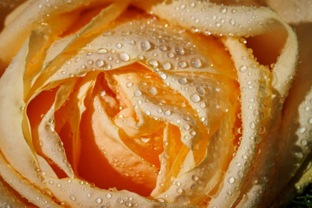 zbliżenie kwiatu róży zwilżonego kroplami wody - flame dew close up macro zdjęcia i obrazy z banku zdjęć