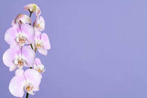 Beautiful pink orchid flowers on a violet background
