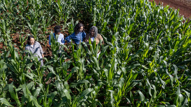 istock Women engineers in leaf analysis in corn plantation 1396329129