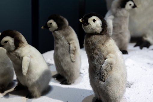 Little emperor penguins close up in the snow, wild animals of Antarctica.