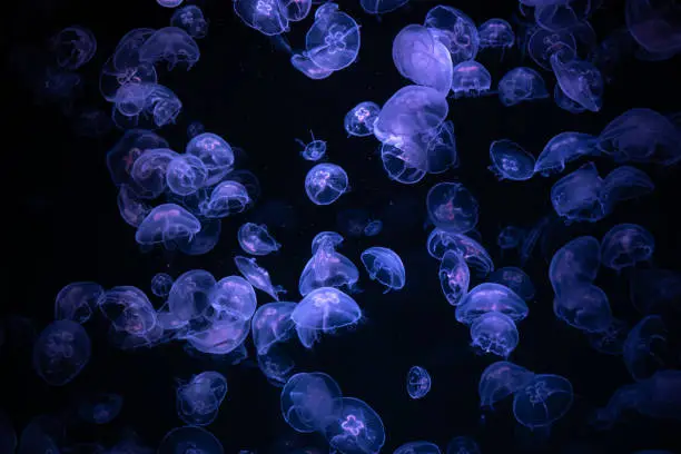 Beautiful light reflection on jellyfish in the aquarium, jellyfish in the dark, marine background.