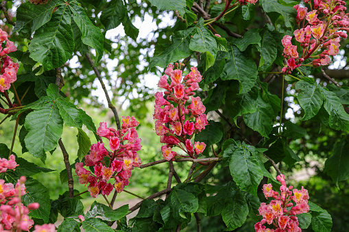 Aesculus × carnea, or red horse-chestnut, is a medium-sized tree, an artificial hybrid between A. pavia (red buckeye) and A. hippocastanum (horse-chestnut).
