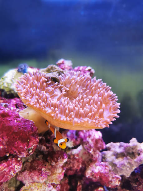 istock False clownfish - Amphiprion ocellaris 1396330379