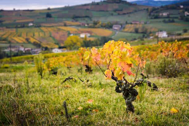 Vineyards of Beaujolais and yellow leaves during fall season Vineyards of Beaujolais land and yellow leaves during fall season beaujolais region stock pictures, royalty-free photos & images