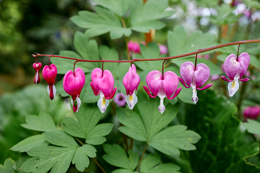 Plant with flowers in the shape of a heart. Dicentra spectabilis pink bleeding hearts in bloom on the branches, flowering plant in springtime garden, romantic flowers, green leaves