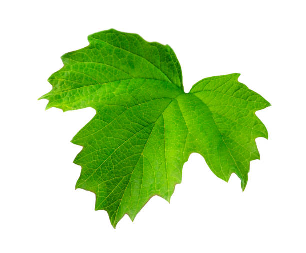 istock One green viburnum leaf isolated on white background. 1396331914
