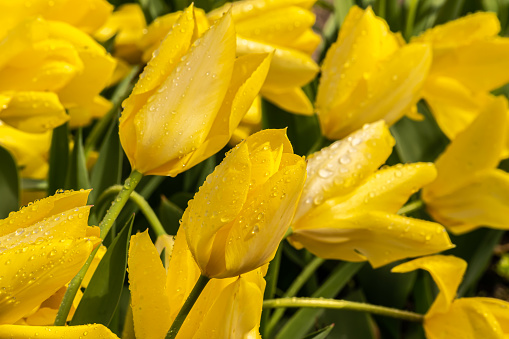 Buquet of yellow tulip flower heads shot on a black background