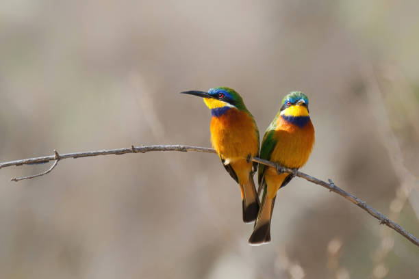 Blue breasted bee eaters Couple Blue breasted bee eaters sitting on  a branch in Lake Langano in Ethiopia bee eater photos stock pictures, royalty-free photos & images