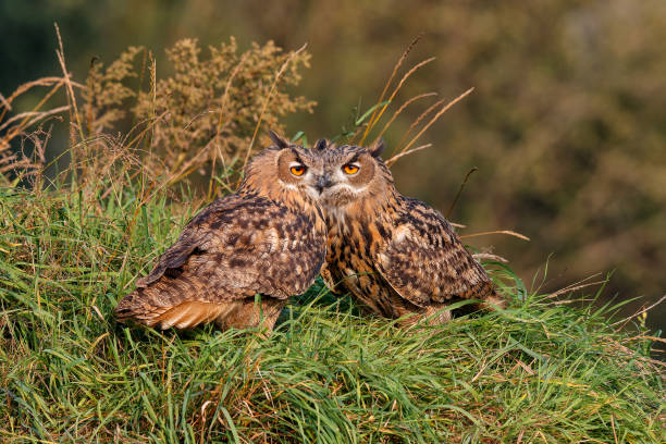 Juvenile European Eagle Owls Juvenile European Eagle Owls (Bubo bubo) sitting together in the forest in Gelderland in the Netherlands. eurasian eagle owl stock pictures, royalty-free photos & images