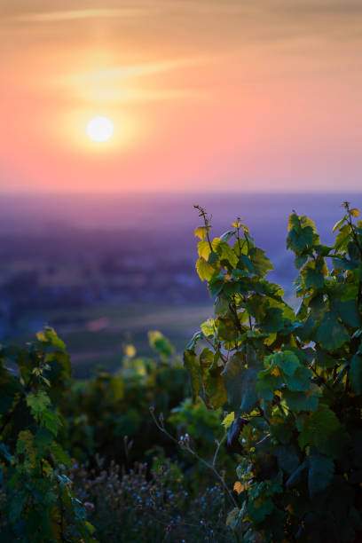 premières lumières au-dessus des vignobles du beaujolais, france - beaujolais nouveau photos et images de collection