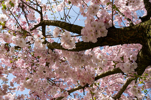 Pink Sakura Japanese cherry blossoms in full bloom