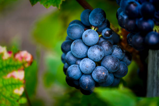 istock Gamay grapes on vines with lush green leaves 1396333408