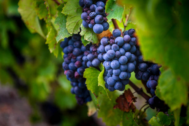 Gamay grapes on vines with lush green leaves Gamay grapes on vines with lush green leaves beaujolais region stock pictures, royalty-free photos & images