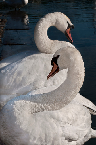 Swans preening their feathers on quai Claude Bernard.