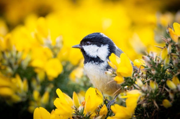 Coal Tit on a broom plant The little bird contrasted against the bright yellow flowers of the whin bush furze or gorse ulex europaeus stock pictures, royalty-free photos & images