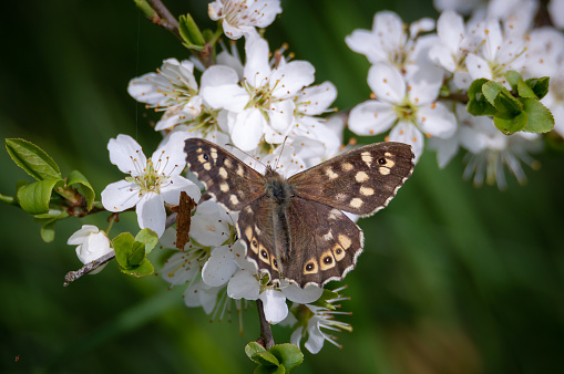 The well-marked butterfly on the white flowers of the hawthorn bush