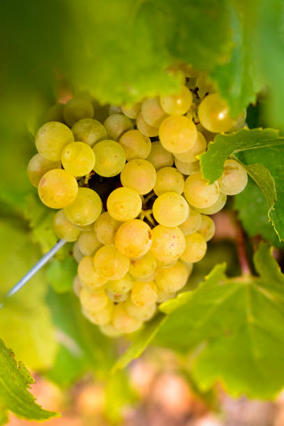 istock Grapes in vineyards before harvest 1396334835