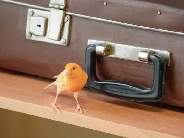 Photo of Funny singing canary on the background of an old suitcase. Young male Curious yellow canary. Breeding songbirds at home.