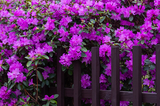 Rhododendron blossoms close up with picket fence. Nature floral background. Purple Azalea flowers hedge in spring. Seasonal spring wallpaper.