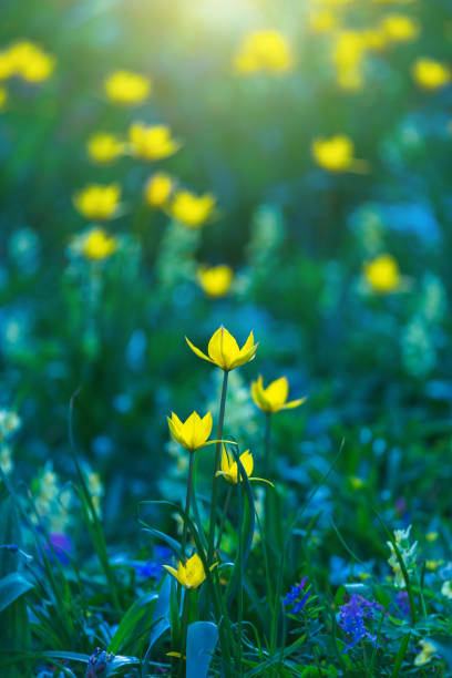 Yellow tulips field close-up. Tulipa sylvestris flowers. Floral background for design, postcards, posters, banners. Delicate petals on a dark background. Romantic wallpaper