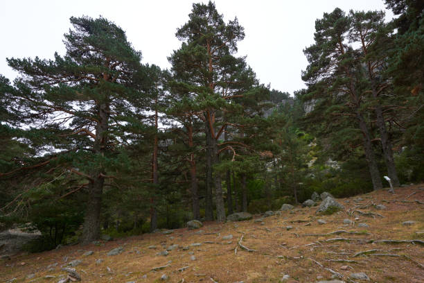 A beautiful panorama of a lush pine forest in autumn under a gray sky.