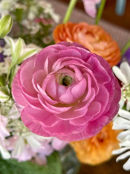 istock Pink rannaculus 1396337406