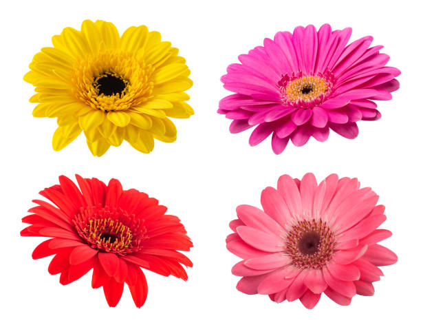istock Gerbera flowers heads 1396338402