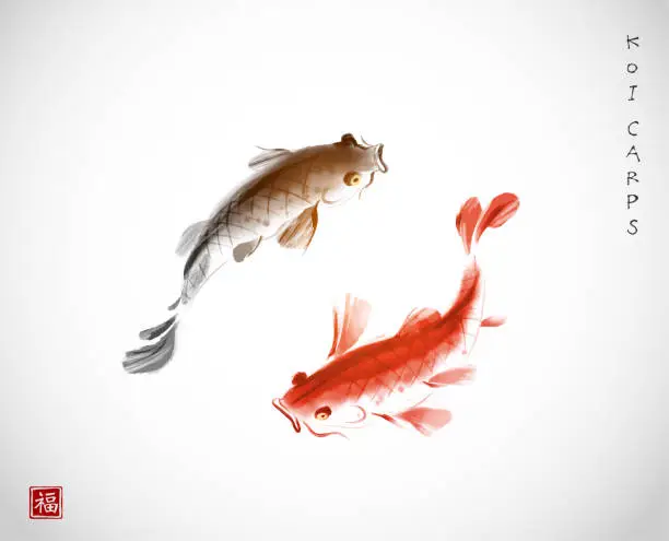 Vector illustration of Two koi carps on white background. Traditional oriental ink painting sumi-e, u-sin, go-hua. Symbol of good fortune, success and prosperity. Hieroglyph - well-being