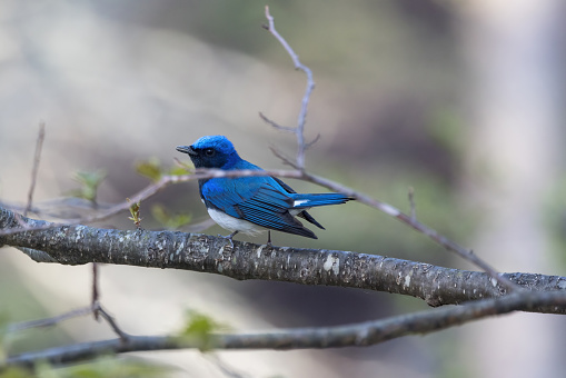 Beautiful adult male Indochinese blue flycatcher, low angle view, side side, foraging in the grounds on the foothill in the morning at tropical moist montane forest under the clear sky, national park in northern Thailand.