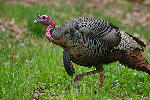 Male wild turkey foraging in spring meadow amid violets. Taken in the northwest hills of Connecticut.