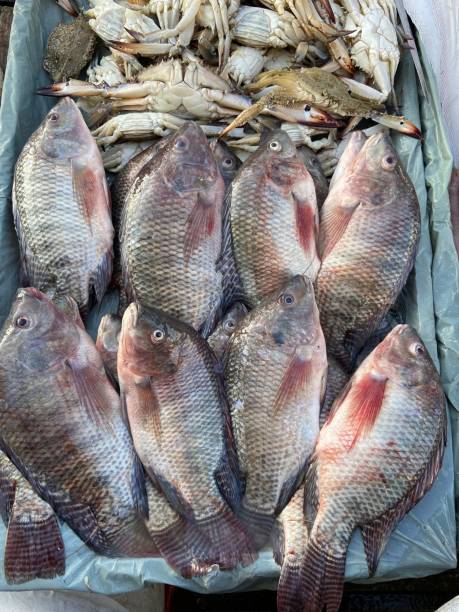 istock Fish display in Fish open market in  Alexandria in Egypt 1396340712