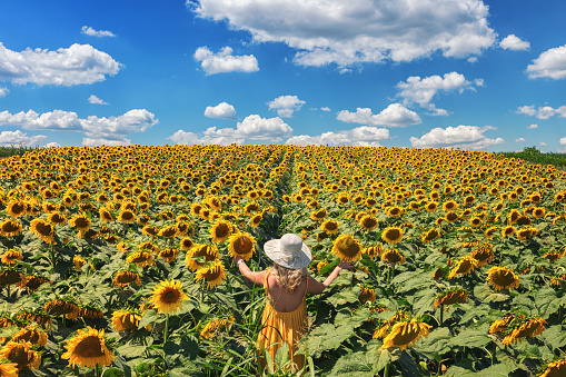 Beautiful woman in yellow dress enjoying in the blooming sunflower field