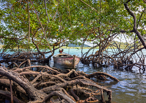 Boat hidden in Praia dos Carneiros mangrove